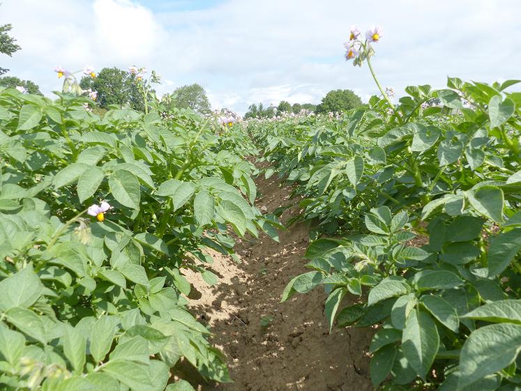 Évaluation d'une stratégie de fertilisation basée sur l