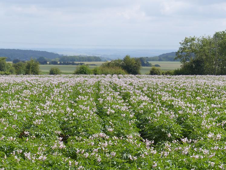 Pour Aviko, la quête de surfaces de pommes de terre dans les Hauts-de-France passe par une offre de contrats plus large.