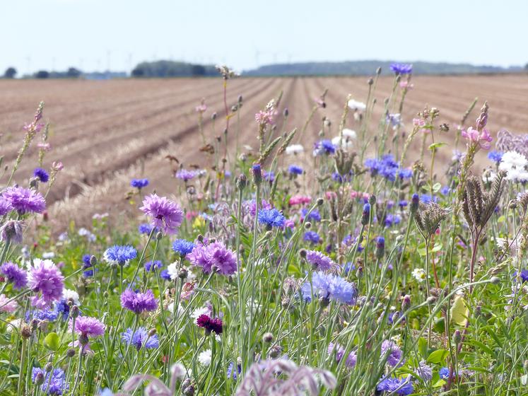 Dès la prochaine campagne, une prime agriculture durable est instaurée. Les critères évolueront en trois ans : utilisation d’OAD, système de localisation de l’azote, implantation de couvert trois espèces, jachères fleuries… 