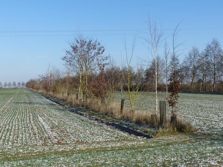 Sylvain Deraeve constate une grande biodiversité grâce aux arbres et à la large bande enherbée. 