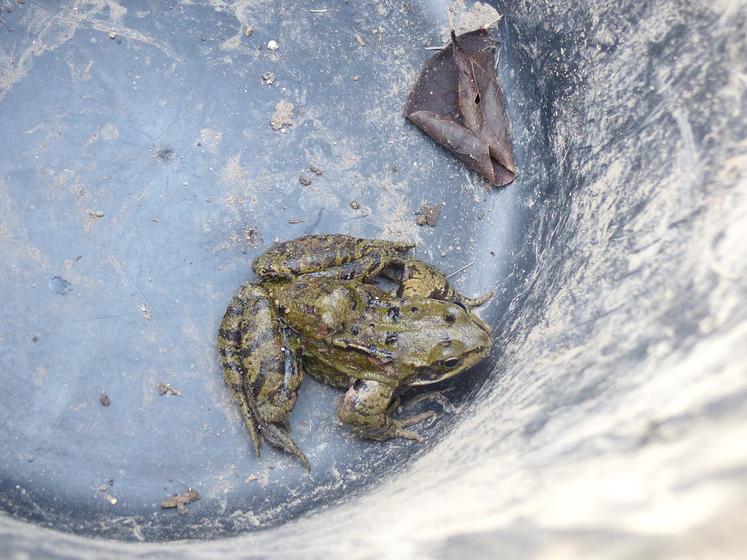 Ce mardi matin, seule une grenouille rousse tentait la migration prénuptiale. Les amphibiens sortent surtout la nuit, dès que la température excède 8°C. 