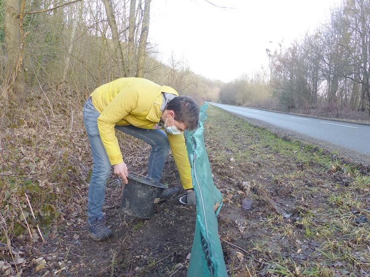 Les seaux enterrés le long du filet sont relevés tous les matins. Les grenouilles, crapauds et tritons sont ensuite relâchés de l’autre côté de la route. 