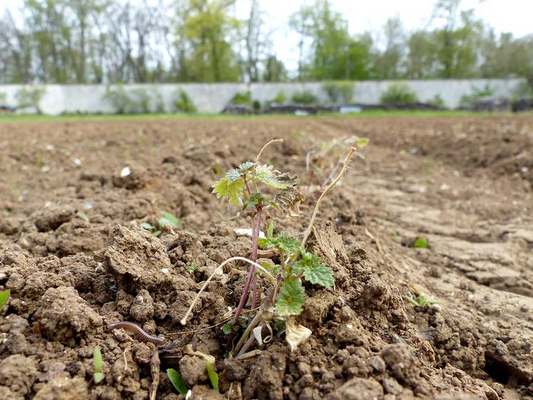 1 000 m2 ont été plantés mi-avril à l’aide d’une planteuse de légumes. Première récolte dans un an. 