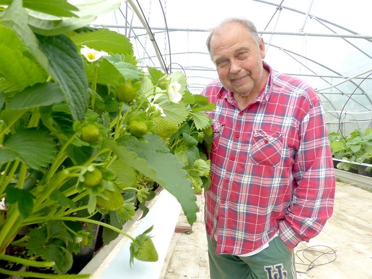 Les fraises de Michel Gauthier mûrissent dix jours plus tard que l’année dernière à cause du printemps froid.  Mais le goût sera au rendez-vous grâce à ses petits soins.