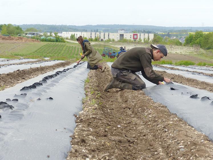 En fin de semaine dernière, l’heure était à la plantation des courges, qui seront cueillies cet automne. 