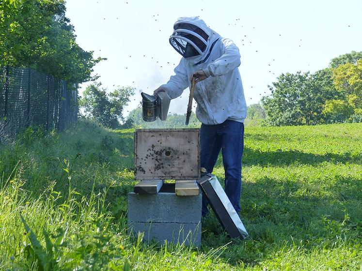 Daniel Boidin installe cinq ruches chez Loïc et Florent Dumoulin. Le parc d’élevage aménagé en agroforesterie est idéal pour les abeilles. Les pollinisateurs apportent une biodiversité supplémentaire dont les poules profitent.  Gagnant-gagnant ! 