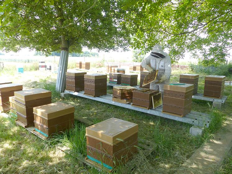 Édouard Lesueur gère aujourd’hui 150 ruches. Son objectif de 250 ruches  et la construction d’un bâtiment pour l’extraction du miel, doivent permettre  de créer un emploi à sa conjointe, Coralie. 