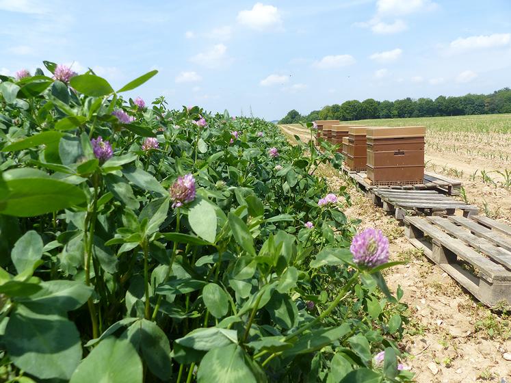 50 ha de cultures mellifères, comme ici du trèfle violet, valorisées en fourrage  et en multiplication de semences, font le bonheur des butineuses. 