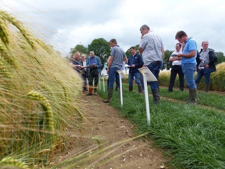 En blé comme en escourgeon, l’offre est étoffée. Mais les variétés les plus cultivées ne sont pas encore détrônées. 