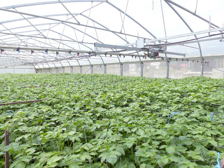 8 500 boutures sont cultivées dans la serre de 300 m2 chaque année. Elles donneront des plants de pommes de terre dits G0, plantés  en plein champ l’année suivante. 