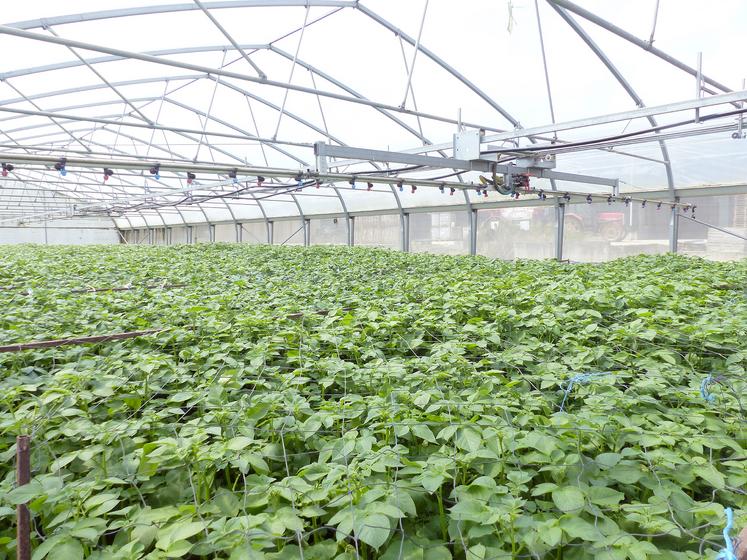 8 500 boutures sont cultivées dans la serre de 300 m2 chaque année. Elles donneront des plants de pommes de terre dits G0, plantés  en plein champ l’année suivante. 