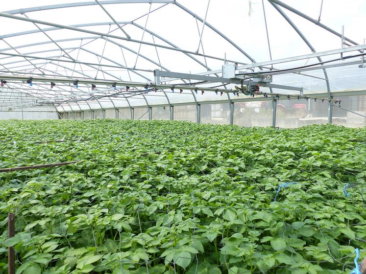 La France est le deuxième pays producteur de plants de pommes de terre européen, et le deuxième exportateur mondial. 