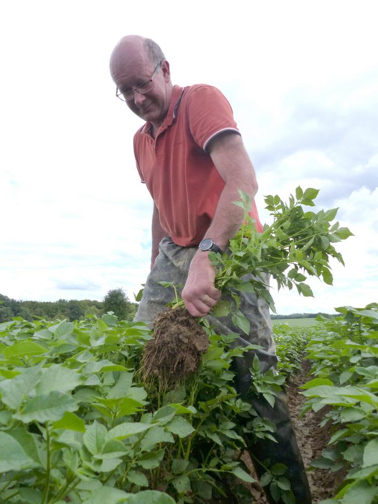 En cette fin de mois de juin, l’heure était à l’épuration.  Gilles Delannoy a l’œil averti. «On traque la moindre  déformation du feuillage et la moindre tâche jaune.» 