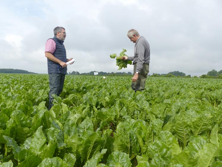 Le GIEE sols vivants du Ponthieu - Phytosez travaille, par exemple, sur la gestion des sols et des produits phytosanitaires. Il a notamment réalisé des essais  d’alternatives aux NNI sur betteraves chez Serge Ducrocq, à Gorenflos.