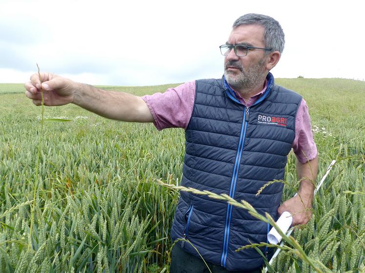 Pour Hervé Georges, la chimie épaule les moyens de lutte agronomique :  «soit il faut intervenir très tôt, soit il faut attendre que le ray-grass monte à épis.» 