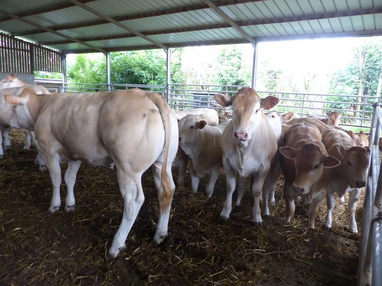 Toutes les génisses de Benoît Vignon sont pesées régulièrement. Pour être inséminées à quinze mois,  elles devront atteindre 60 % de leur poids adulte, soit 516 kg en moyenne. 