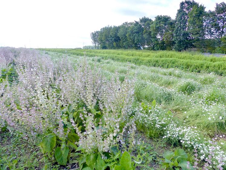 Les plantes aromatiques sont un incroyable refuge de biodiversité, notamment pour les insectes butineurs. 