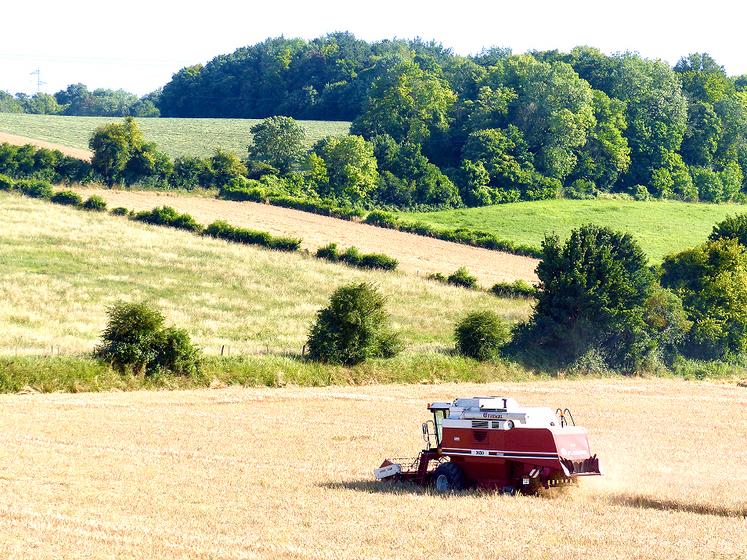 La récolte d’escourgeon devait se terminer en cette fin de semaine. 