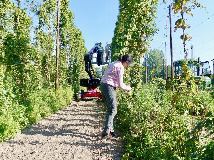 Le travail de récolte consiste à couper le houblon enroulé autour de son tuteur, en haut et en bas. 
