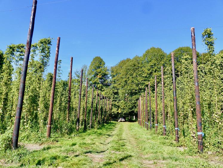 La houblonnière de la Noye est née en 2017, dans les étangs de la Noye.