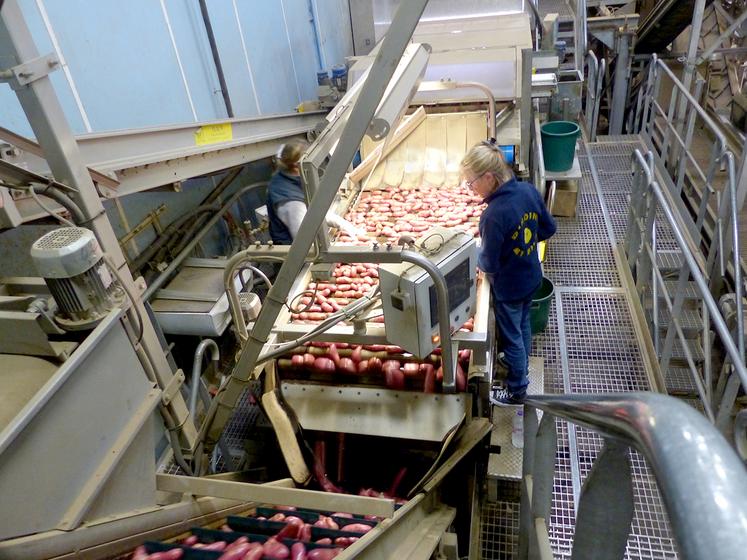 Quelques petites mains habiles restent tout de même indispensables pour fignoler le tri. 