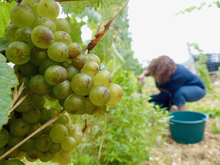 Pour ses premières vendanges, Martin Ebersbach a pu compter sur l’aide de sa famille et de ses amis. Reste tout le travail de vinification à réaliser.  Dégustation de la première coupe de vin effervescent bio d’Ailly-sur-Noye début 2023. 
