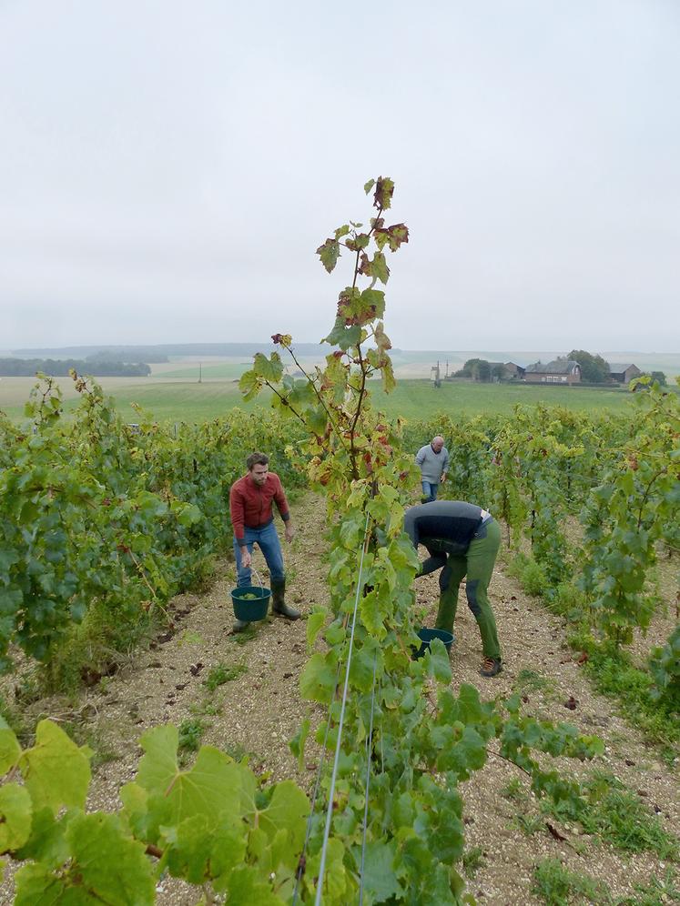 Pour ses premières vendanges, Martin Ebersbach a pu compter sur l’aide de sa famille et de ses amis. Reste tout le travail de vinification à réaliser.  Dégustation de la première coupe de vin effervescent bio d’Ailly-sur-Noye début 2023. 