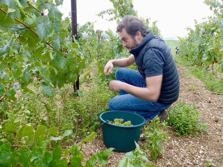 Pour ses premières vendanges, Martin Ebersbach a pu compter sur l’aide de sa famille et de ses amis. Reste tout le travail de vinification à réaliser.  Dégustation de la première coupe de vin effervescent bio d’Ailly-sur-Noye début 2023. 