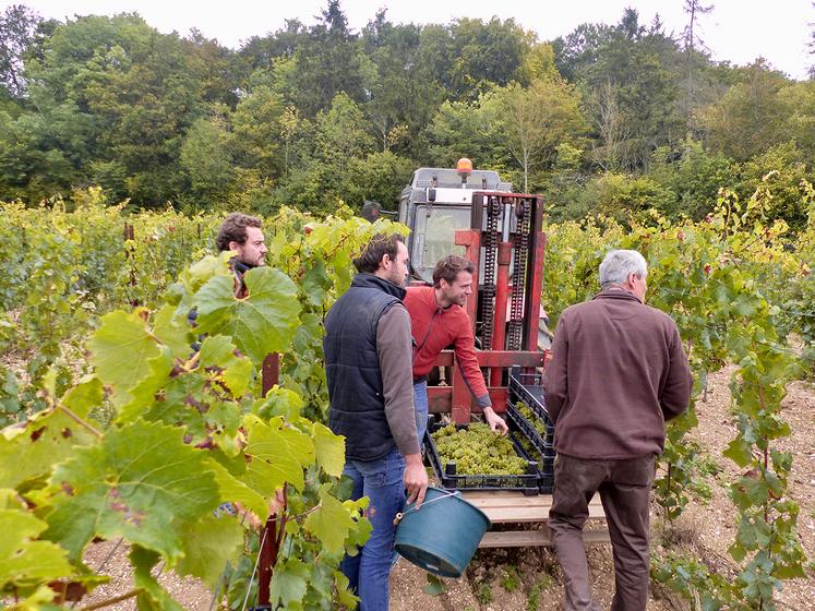 Pour ses premières vendanges, Martin Ebersbach a pu compter sur l’aide de sa famille et de ses amis. Reste tout le travail de vinification à réaliser.  Dégustation de la première coupe de vin effervescent bio d’Ailly-sur-Noye début 2023. 