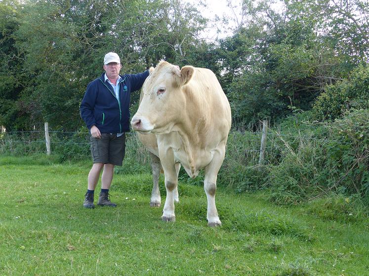 Chez Antoine Guilbaut, les vaches vieillissent bien. Ici, Dauphine, fille d’Oulou, quatorze ans en janvier, est pleine de son douzième veau. Son IVVV : 369 jours. 