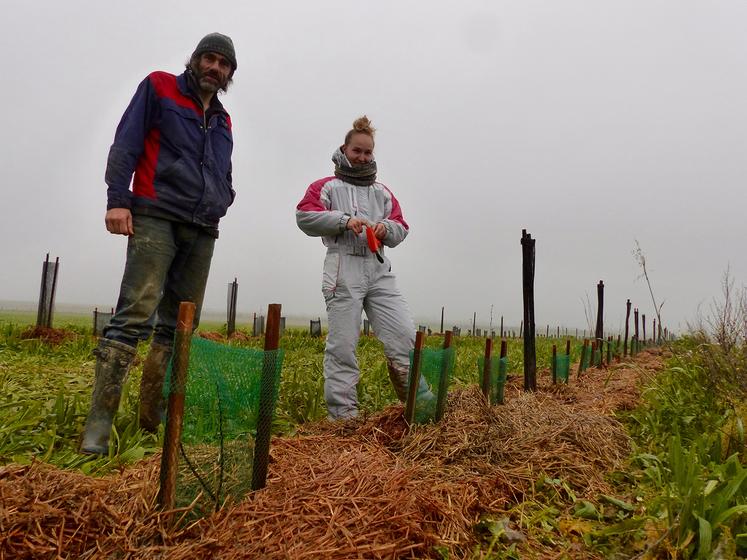 Le projet d’agroforesterie avec des arbres fruitiers s’est concrétisé grâce au concours Fermes d’avenir. Les 4 km de haies sont en cours de plantation. 