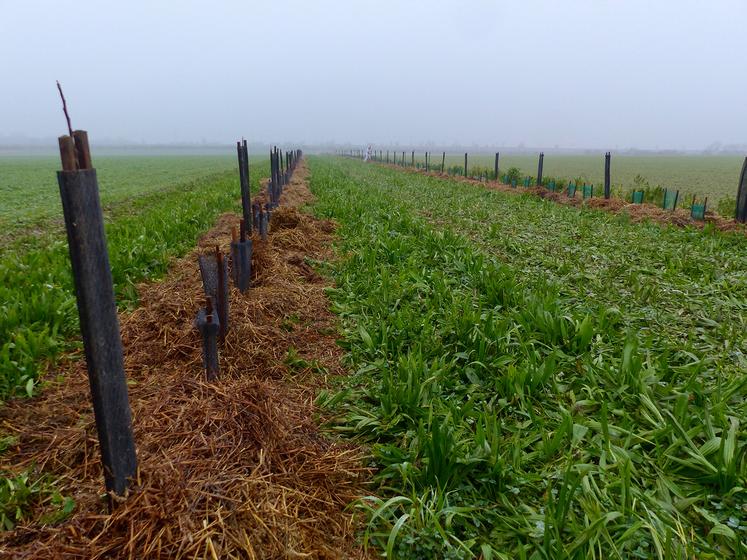 Le parcellaire a été redivisé, dans un axe Nord-Sud pour optimiser l’ombre. Objectif : des parcelles de 5 ha maximum.