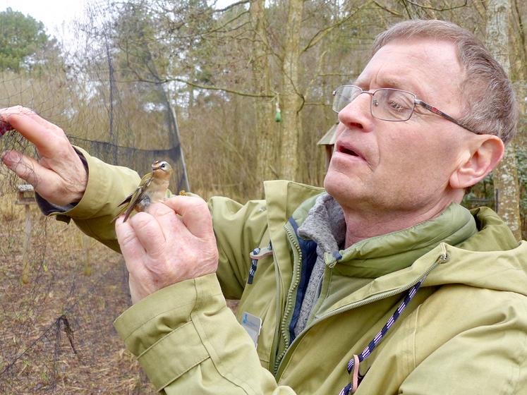 Ce mercredi matin, Philippe Carruette a bagué un roitelet triple-bandeau, le plus petit oiseau  d’Europe. 