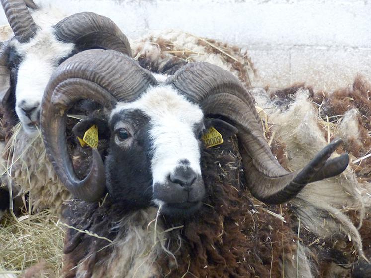 Certaines races, comme le mouton de Jacob, sont presque en voie de disparition. 