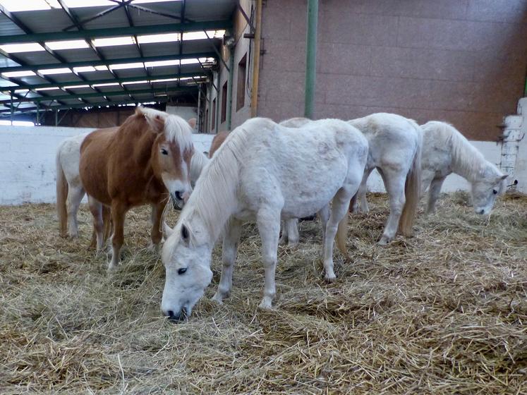 Vingt-cinq races d’équidés sont à découvrir au Paradis Konyka. 