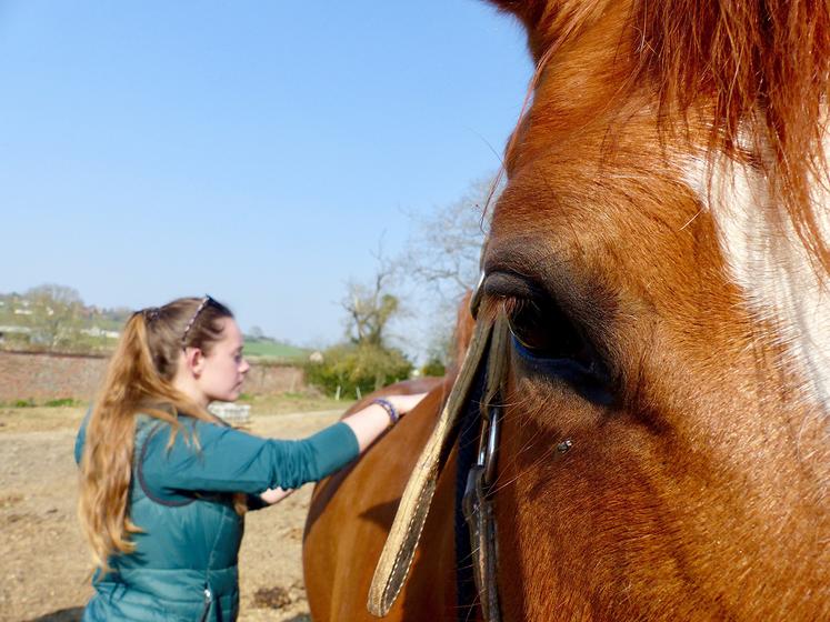 Le Shiatsu animalier qui a pris son essor par le cheval, est aujourd’hui pratiqué de plus en plus  sur le chien, et même sur les bovins. 