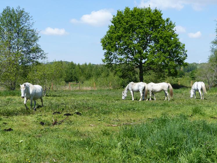Des chevaux camarguais pâturent dans le site, pour éviter qu’il ne se referme. 