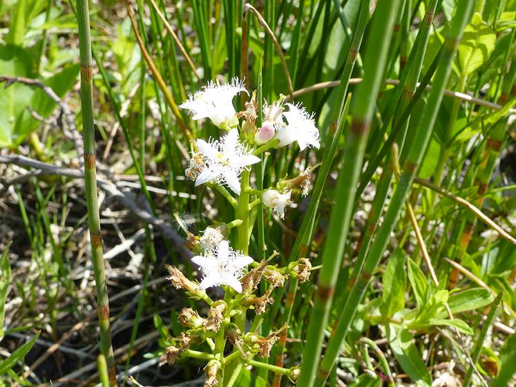 Une des plantes emblématiques des marais de Long est le menyanthe trèfle d’eau. 