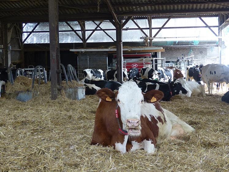 Vincent et Christophe Parmentier sont équipés d’un robot de traite depuis 2019 pour leurs 71 vaches. Ils n’ont pas abandonné l’aire paillée ni le pâturage du troupeau. 