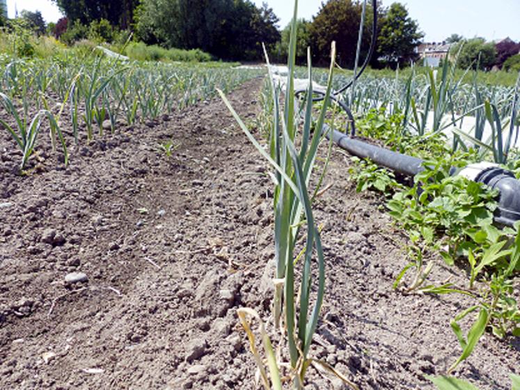 Le poireau Leblond est devenu  emblématique chez les maraîchers  de Saint-Omer. 