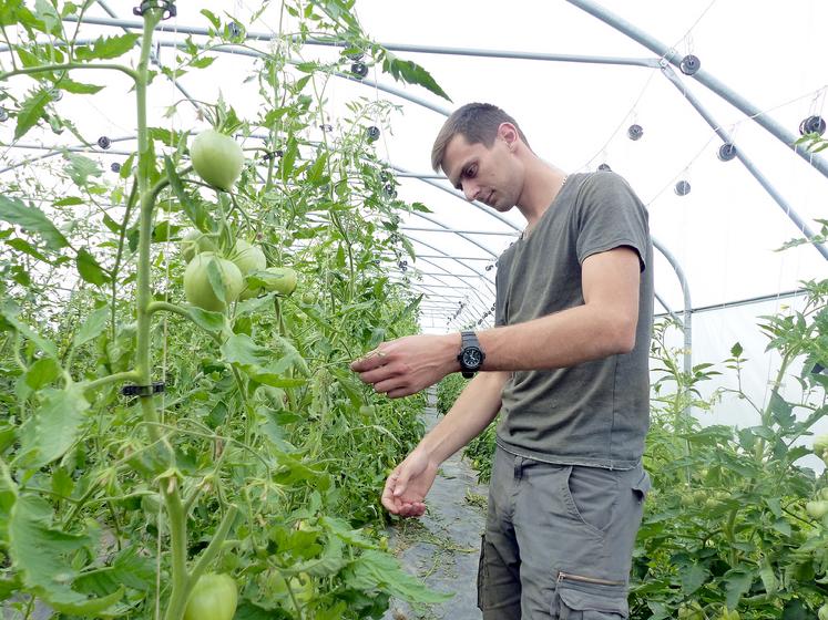 Rémi Robillard cultive ses tomates sous plus de 1 000 m2 de serres, pour un rendement moyen de 8 tonnes par an. La vente directe est privilégiée. 