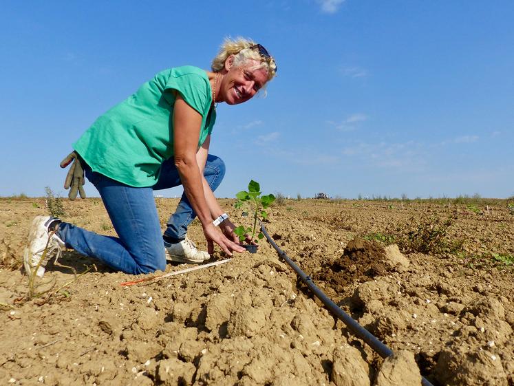 Pour Corinne, le plus gros travail a lieu pendant la plantation. Elle espère atteindre une rentabilité équivalente à celle  d’une bonne pomme de terre. 