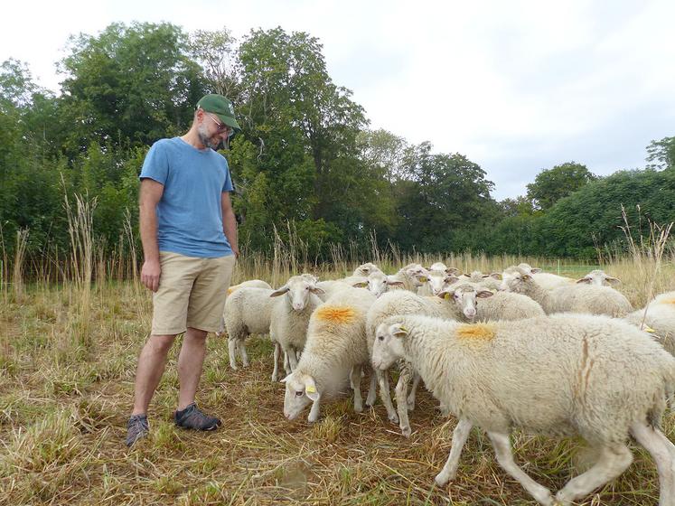 Benoît a opté pour une race de moutons rustiques qui vivront dehors toute l’année, et valoriseront ses couverts d’interculture. 