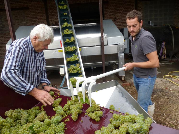 Les vendanges avaient lieu toute cette semaine au vignoble des vœux. 