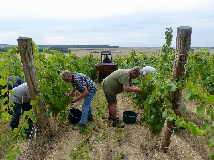 À la ferme, en face des vignes, Martin s’affaire au pressurage du raisin. 