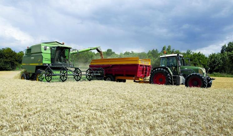 En fonction des degrés différents de maturité, la récolte des escourgeons risque de s'étaler sur trois semaines.