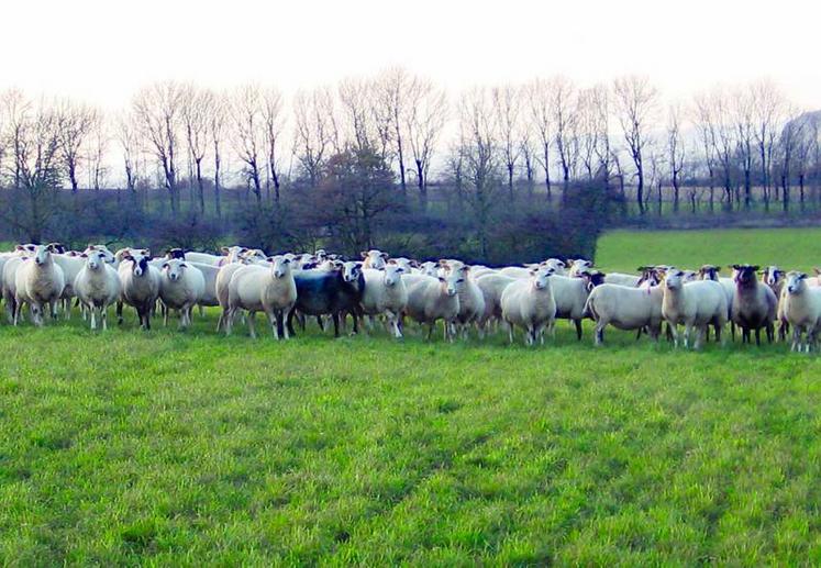 Au domaine de la Fage, un site expérimental de l’Inra situé sur le causse du Larzac, 350 brebis romane sont conduites en plein air intégral.