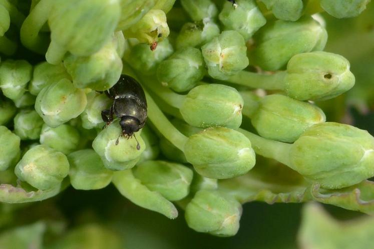 Méligèthes sur bouton de colza.