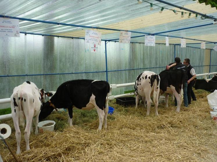 Le concours de la foire de Montdidier est l’événement phare de l’Association des éleveurs Prim’Holstein 80.