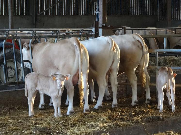 Un an de gagné avec le vêlage à deux ans de ces jeunes vaches. Ça c’est de la productivité !